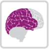 Brain with purple highlighting